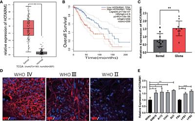 HOTAIRM1 Promotes Malignant Progression of Transformed Fibroblasts in Glioma Stem-Like Cells Remodeled Microenvironment via Regulating miR-133b-3p/TGFβ Axis